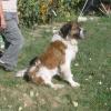 Bernice
Needs a Forever Home