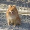 Name that Pom!
