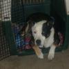 Pety
NEEDS a FOREVER HOME