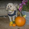 Daisy pumpkin