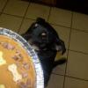 Rontu's 1st Birthday