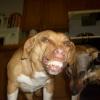 Smile! Dandy