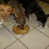 Dandy, Gordo & Rontu eating their birthday pie